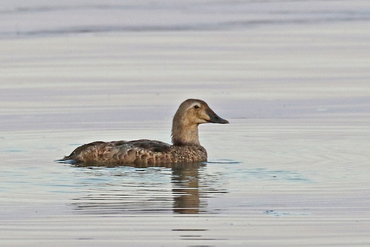 King Eider - ML608557921