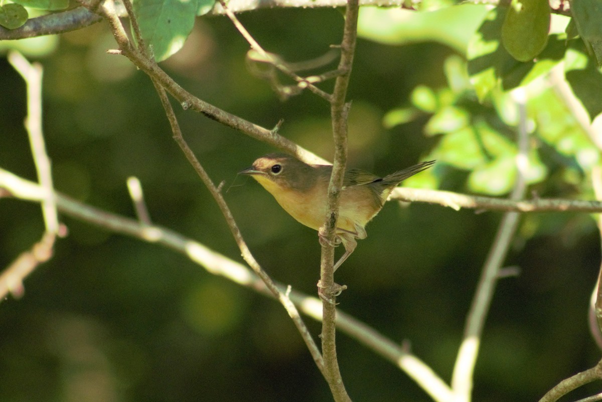 Common Yellowthroat - ML608557949