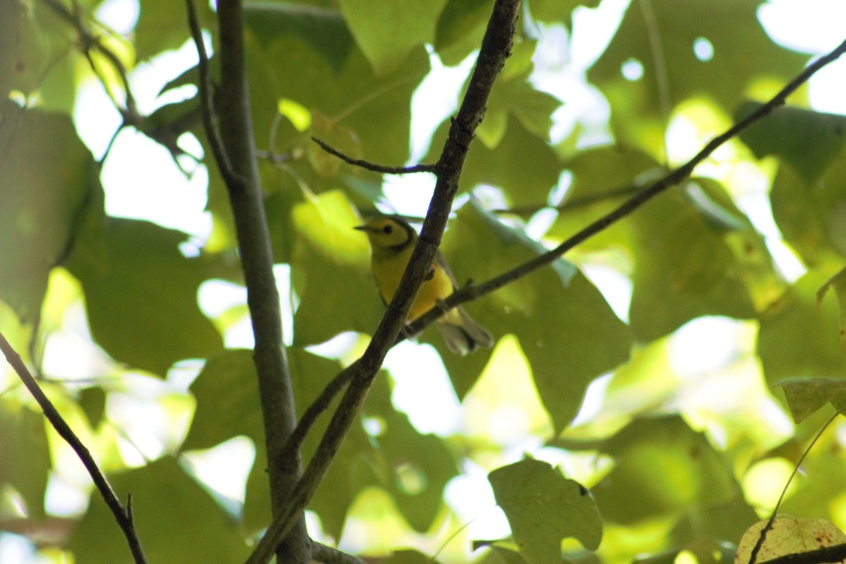 Hooded Warbler - ML608557956