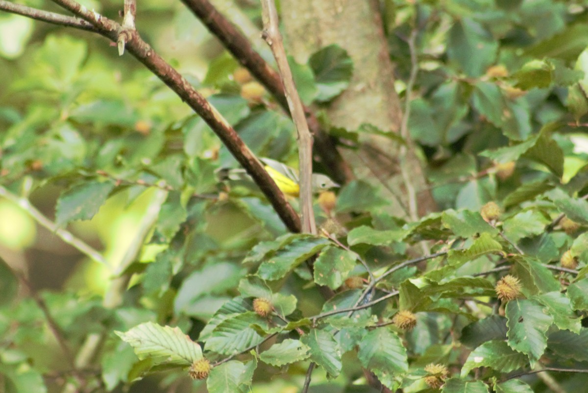 Magnolia Warbler - ML608557964