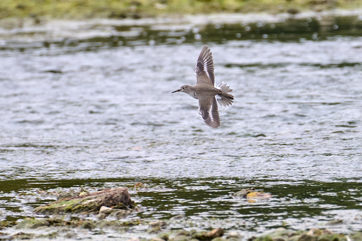 Spotted Sandpiper - ML608557986