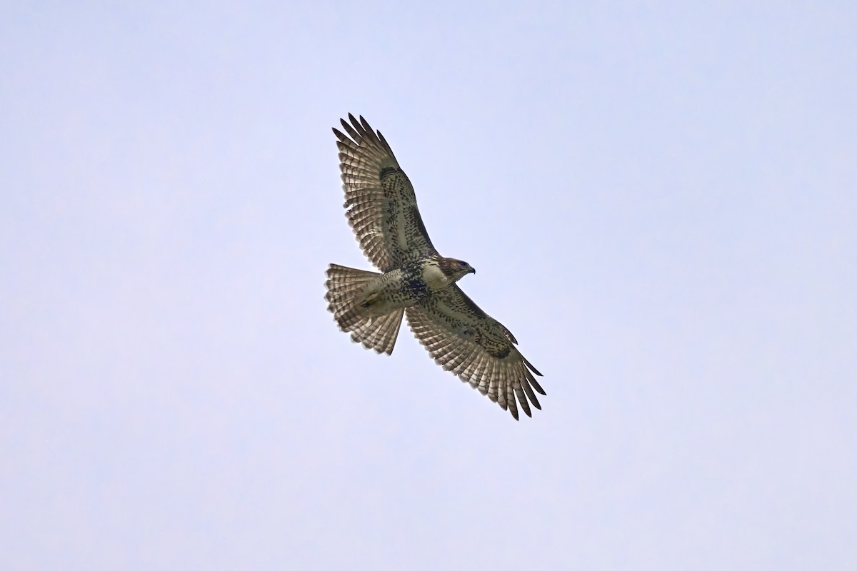 Red-tailed Hawk - ML608558001