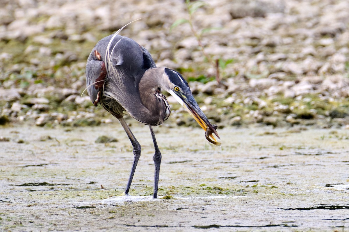 Great Blue Heron - ML608558016