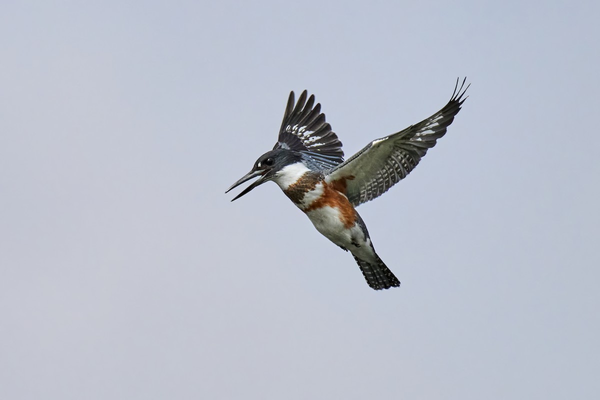 Belted Kingfisher - ML608558056