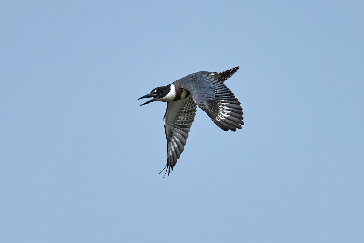 Belted Kingfisher - ML608558058