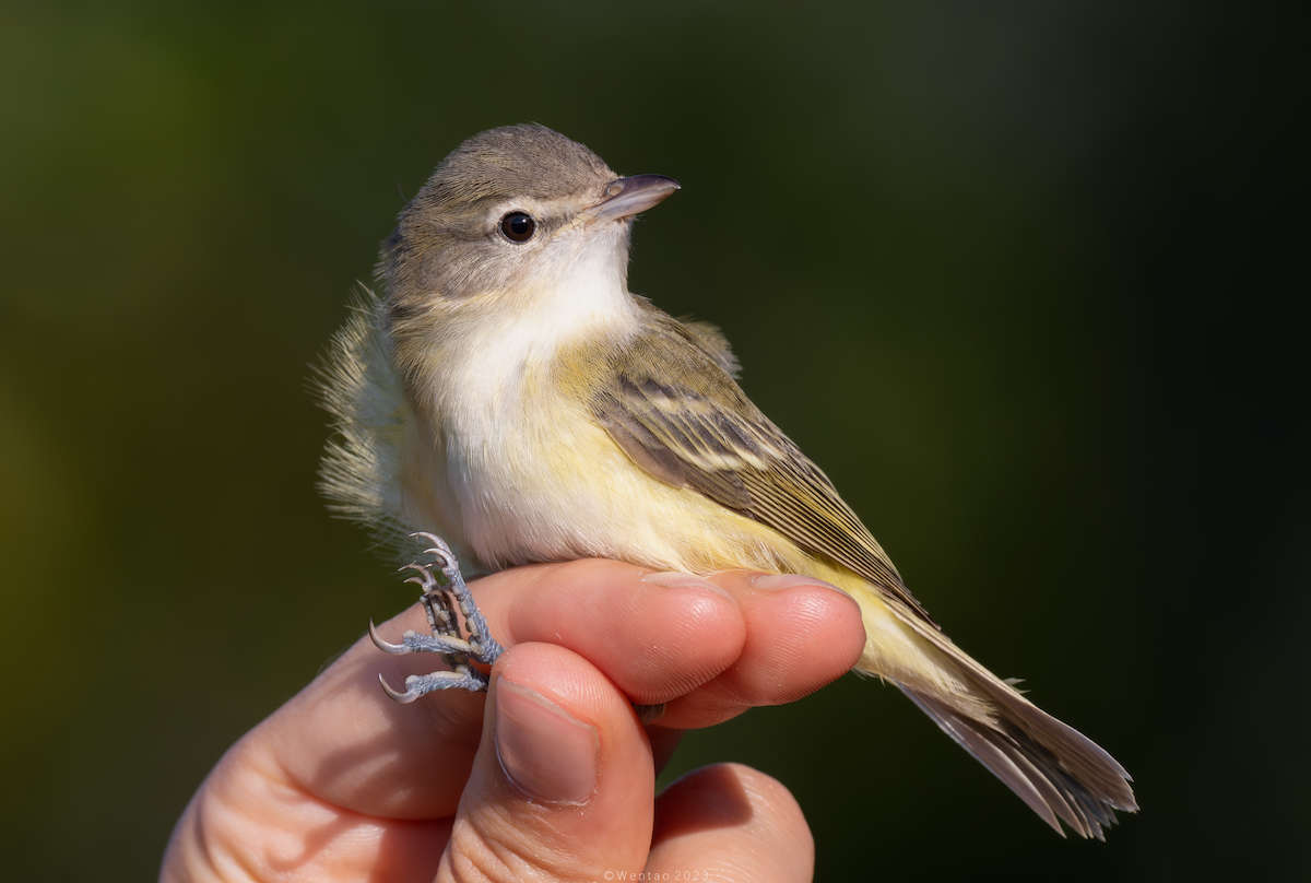 Bell's Vireo - ML608558061