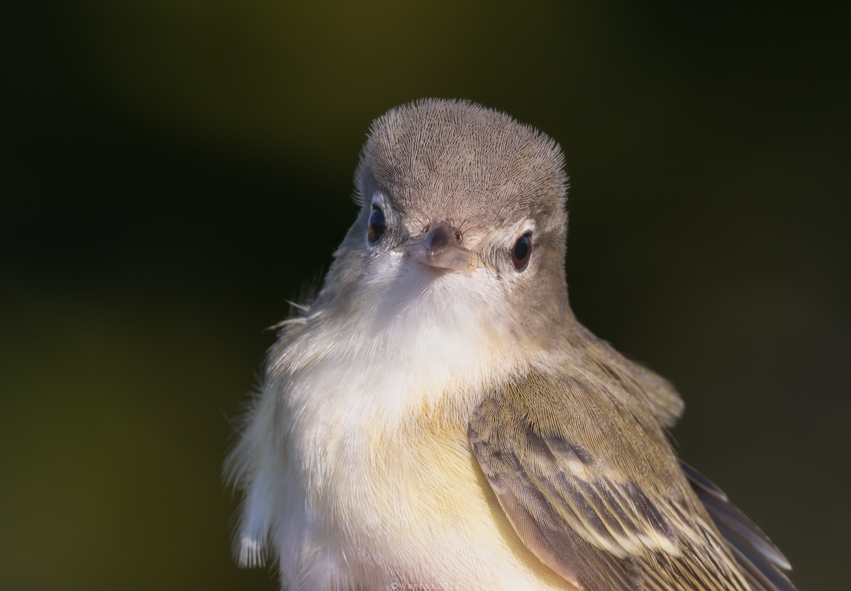 Bell's Vireo - ML608558062