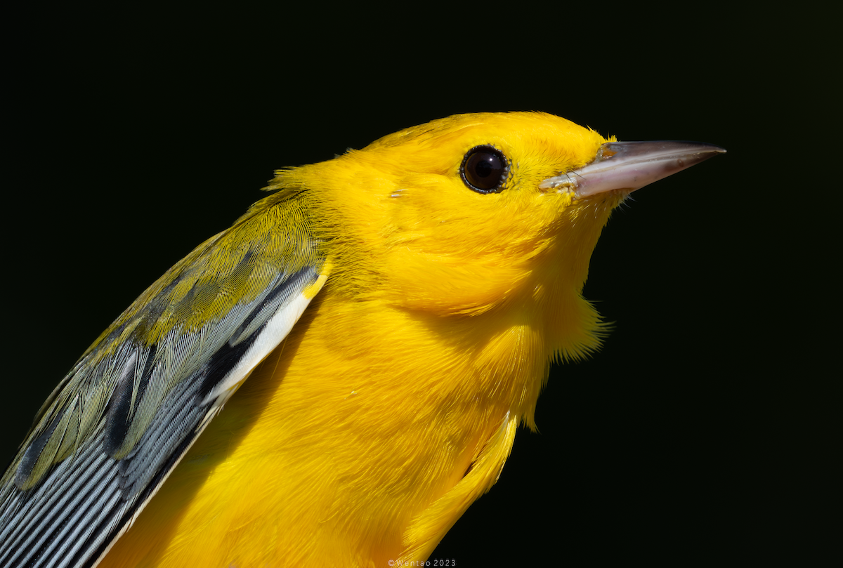 Prothonotary Warbler - ML608558075