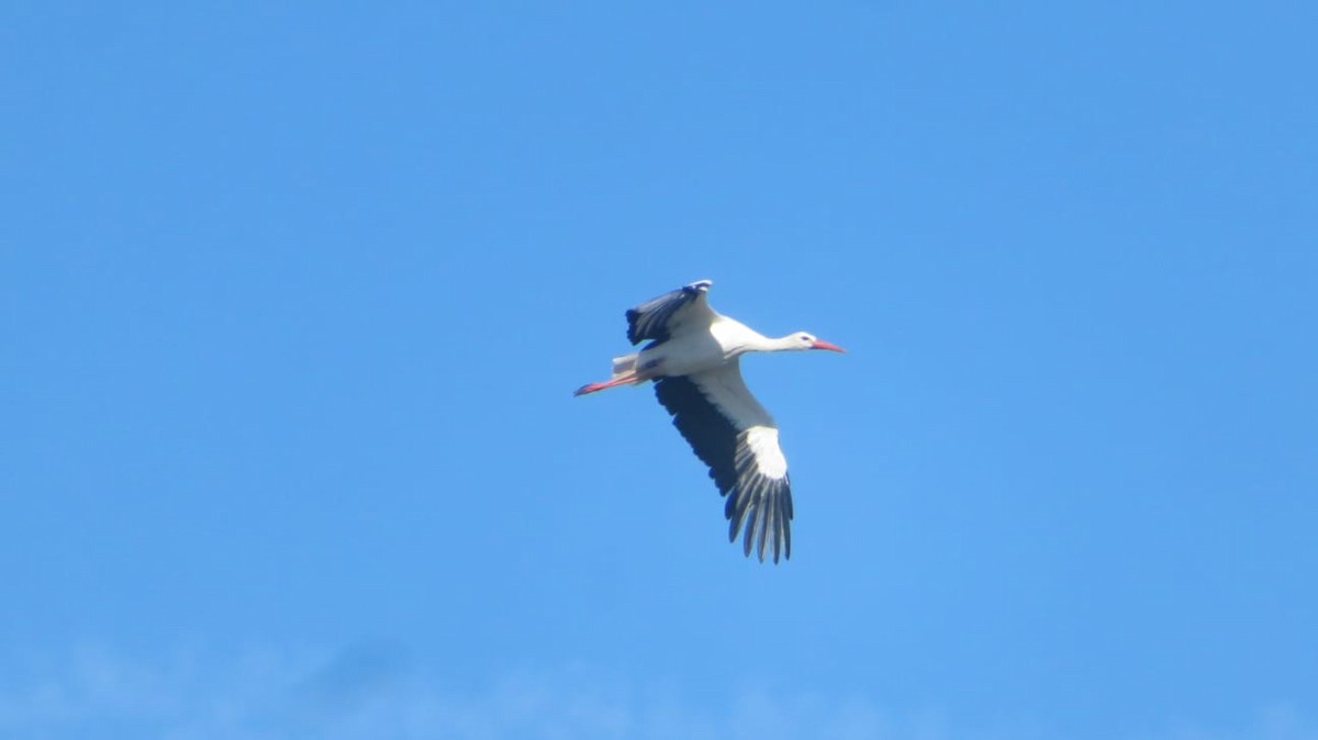 White Stork - ML608558231