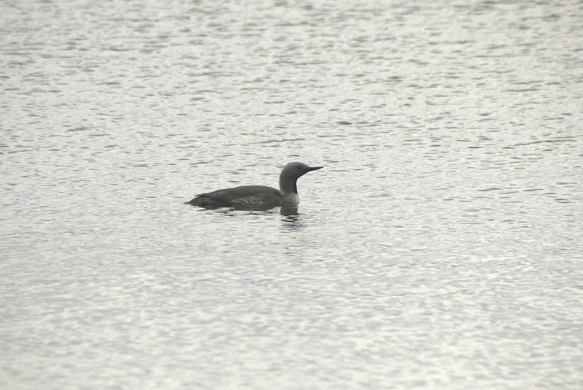 Red-throated Loon - ML608558314