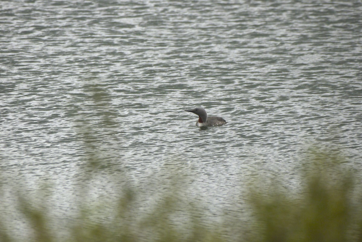 Red-throated Loon - ML608558315