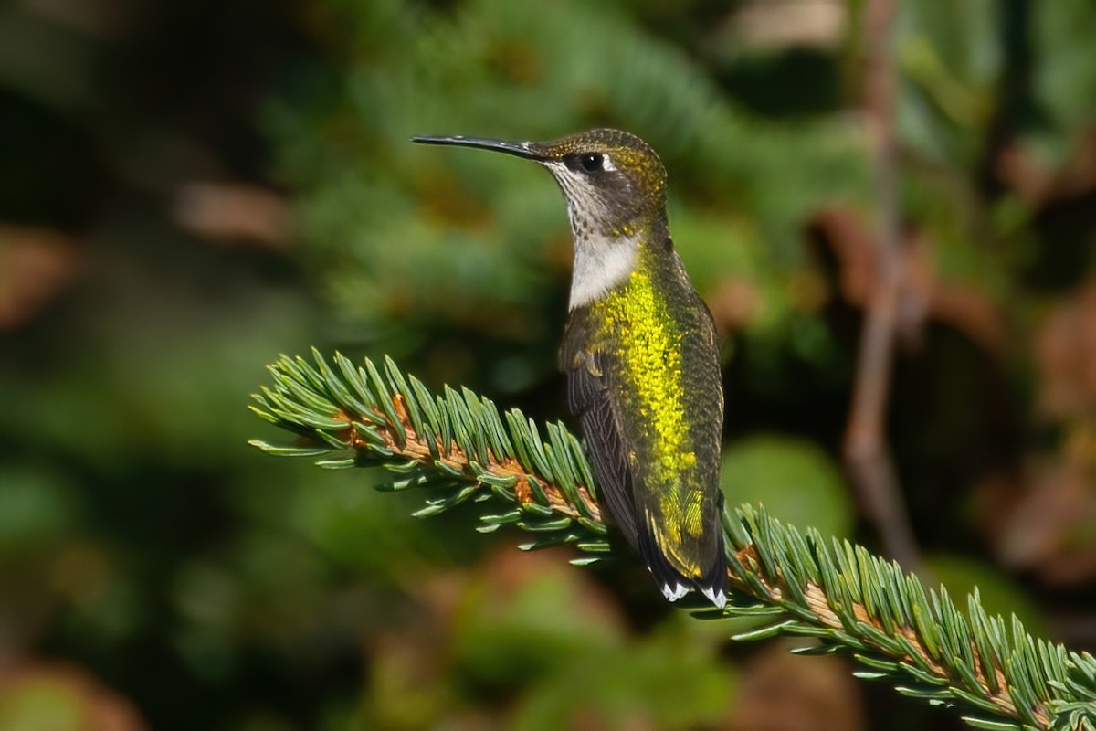 Ruby-throated Hummingbird - Mitch (Michel) Doucet