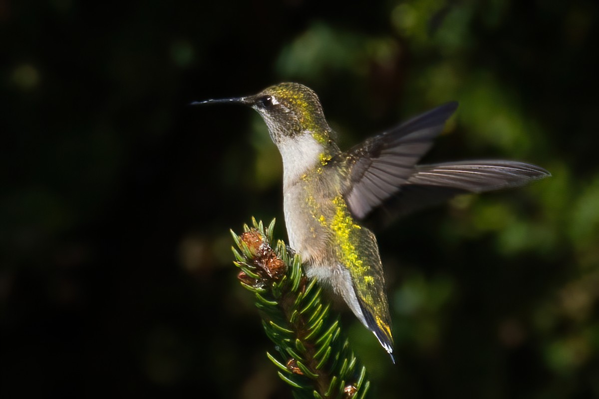 Colibri à gorge rubis - ML608558337