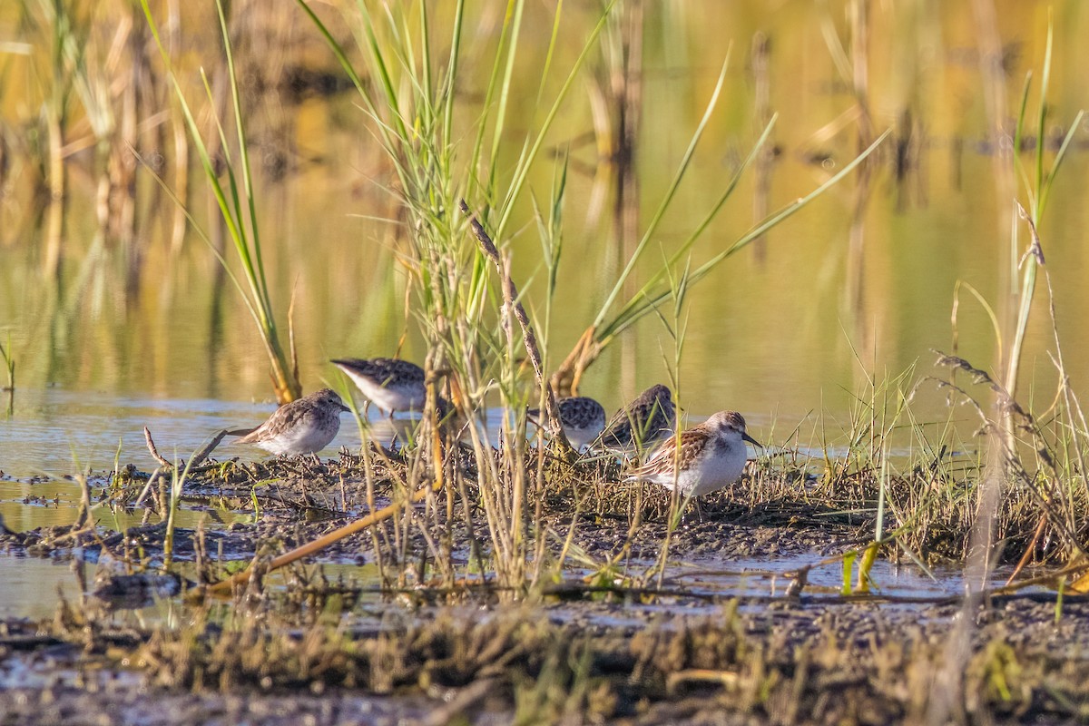 Western Sandpiper - ML608558356