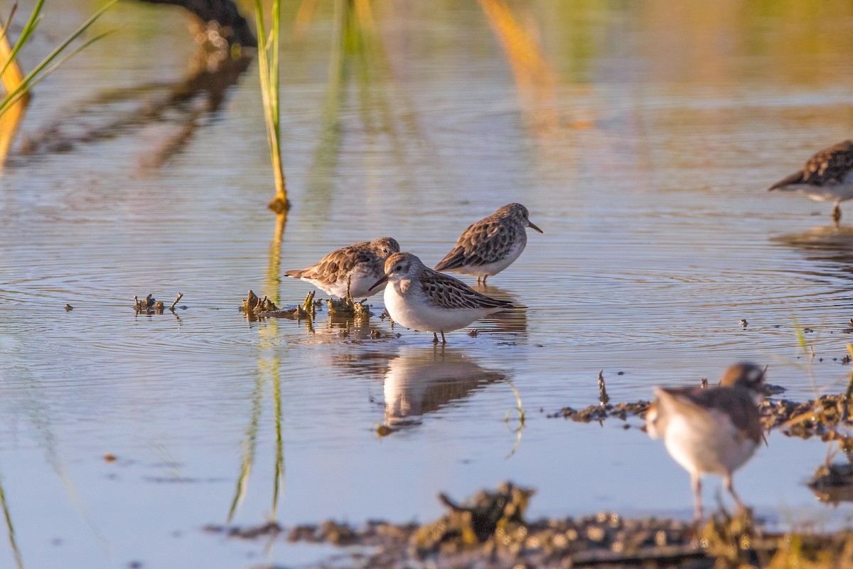 Western Sandpiper - Quinn Diaz