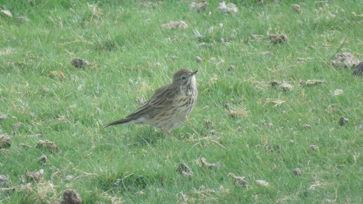 Meadow Pipit - ML608558454