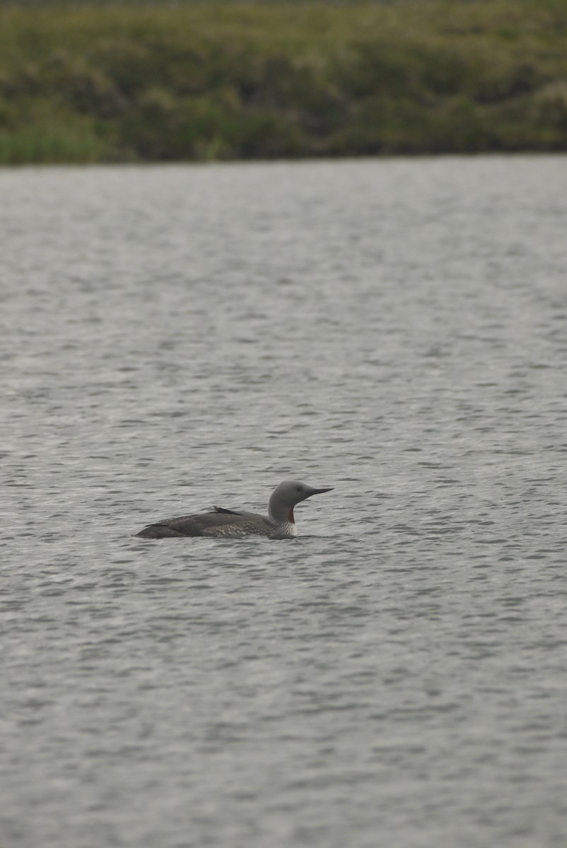 Red-throated Loon - ML608558524