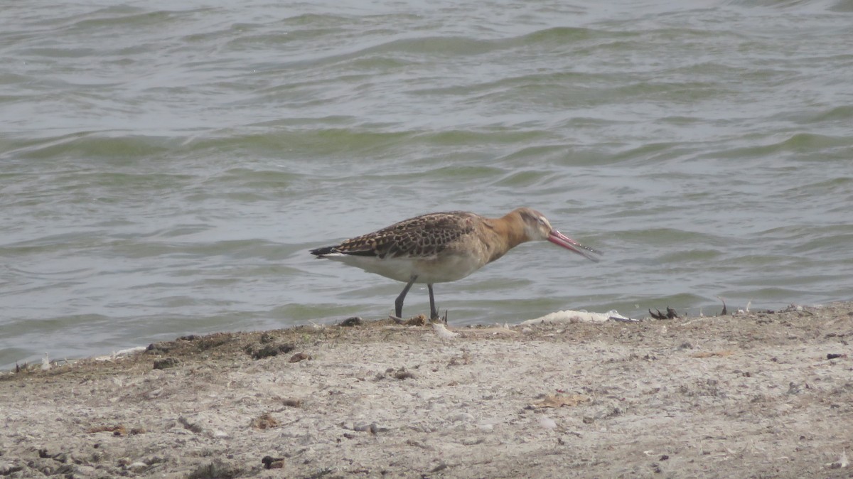 Black-tailed Godwit - ML608558611