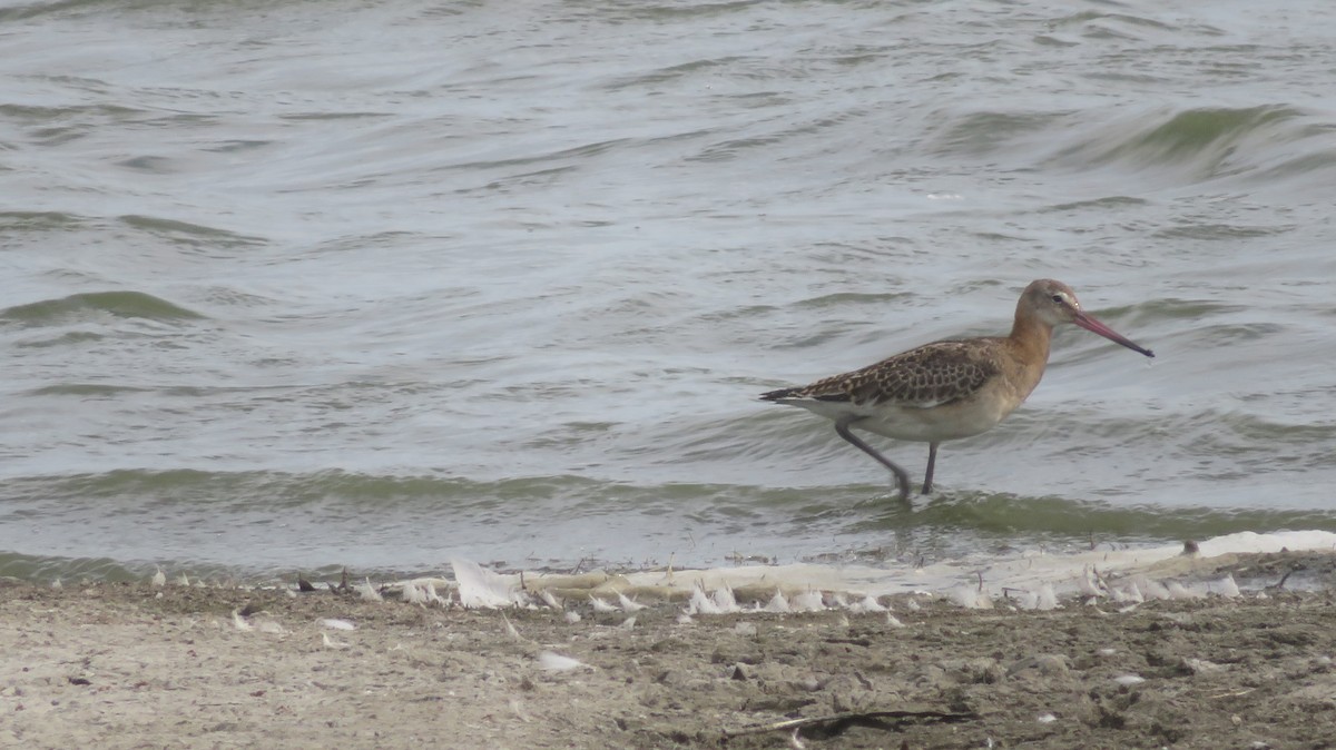 Black-tailed Godwit - ML608558615