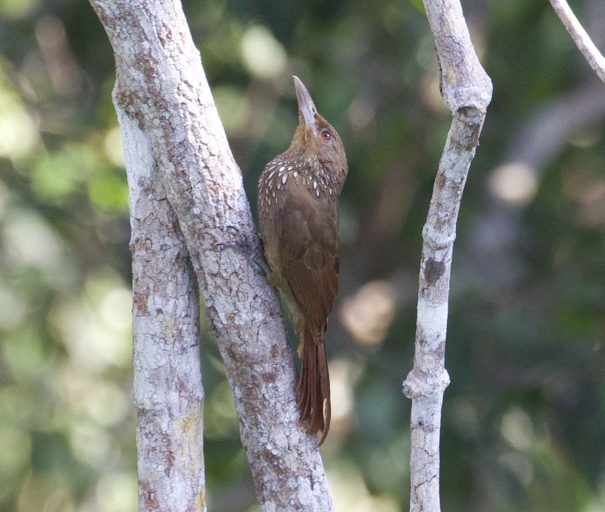 Cinnamon-throated Woodcreeper - Gary Brunvoll