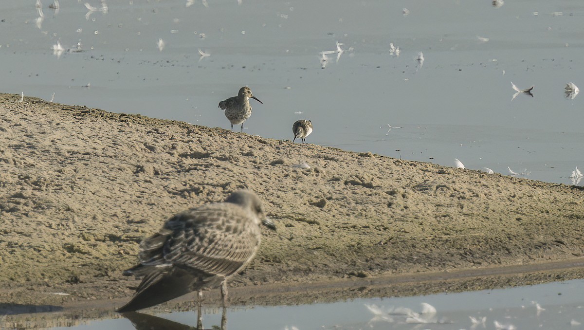 Curlew Sandpiper - ML608558653