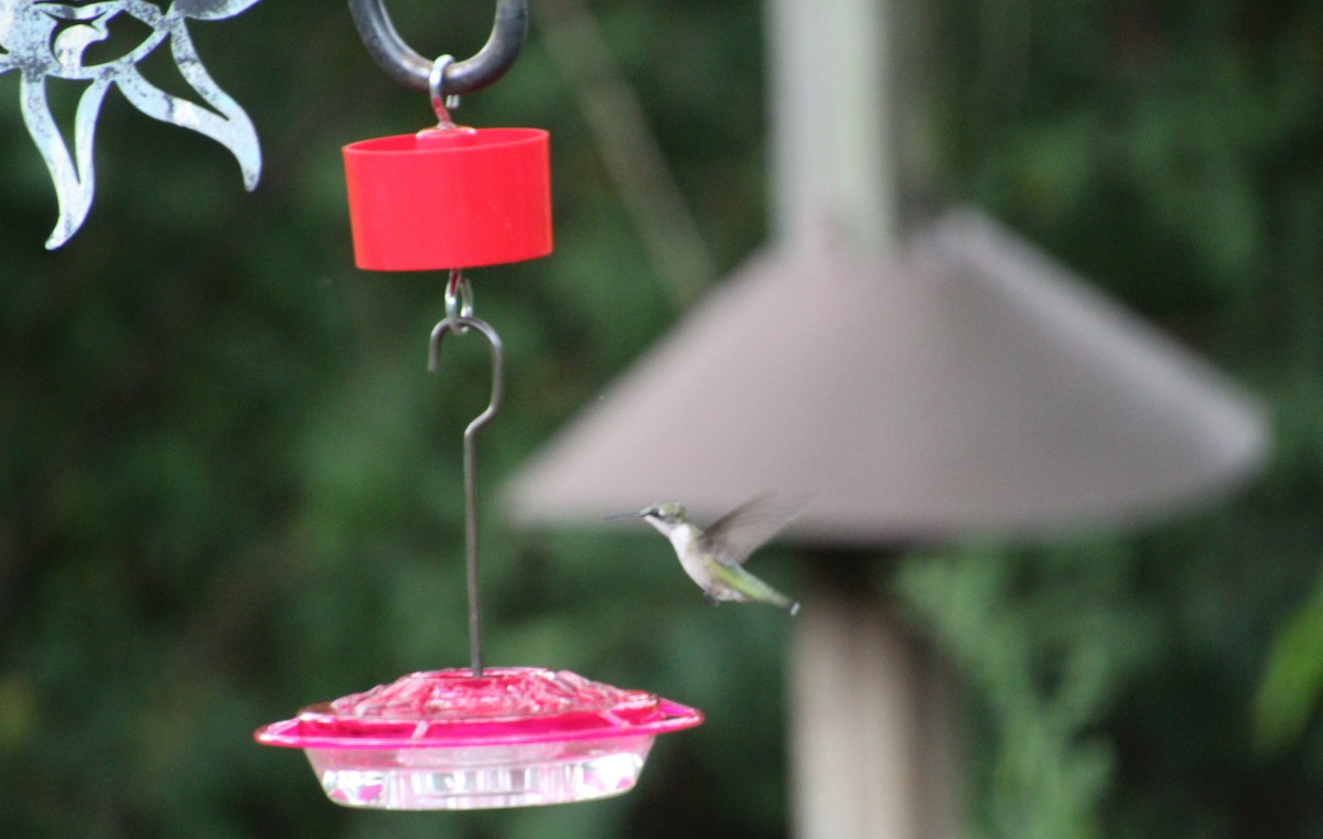 Ruby-throated Hummingbird - ML608558654