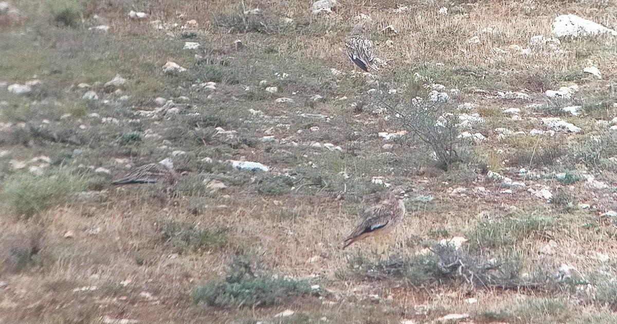 Eurasian Thick-knee - ML608558677