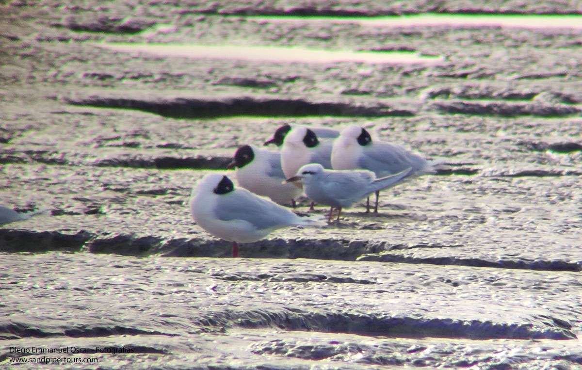 Snowy-crowned Tern - Diego Oscar / Sandpiper Birding & Tours