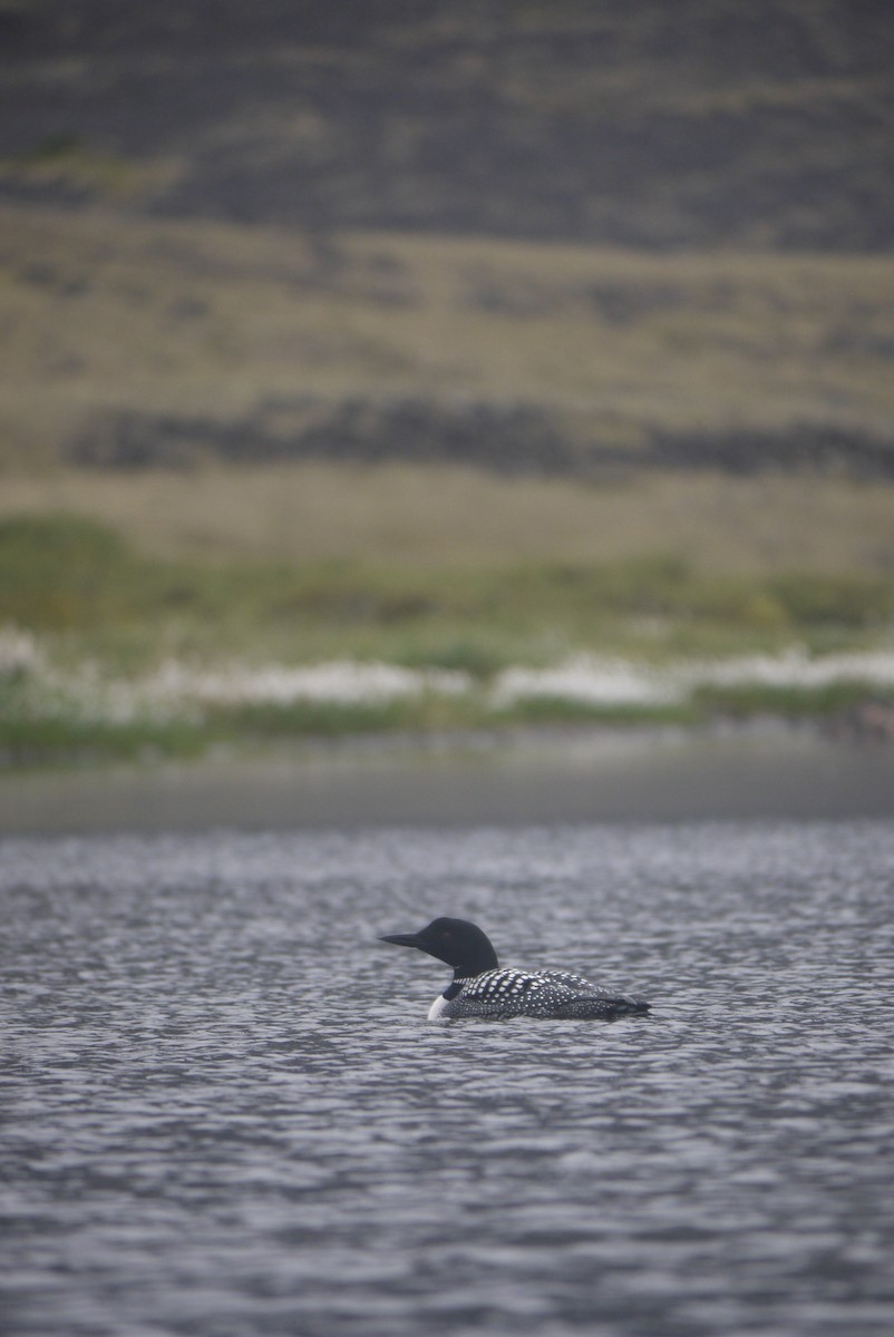 Common Loon - Jade Ujcic-Ashcroft