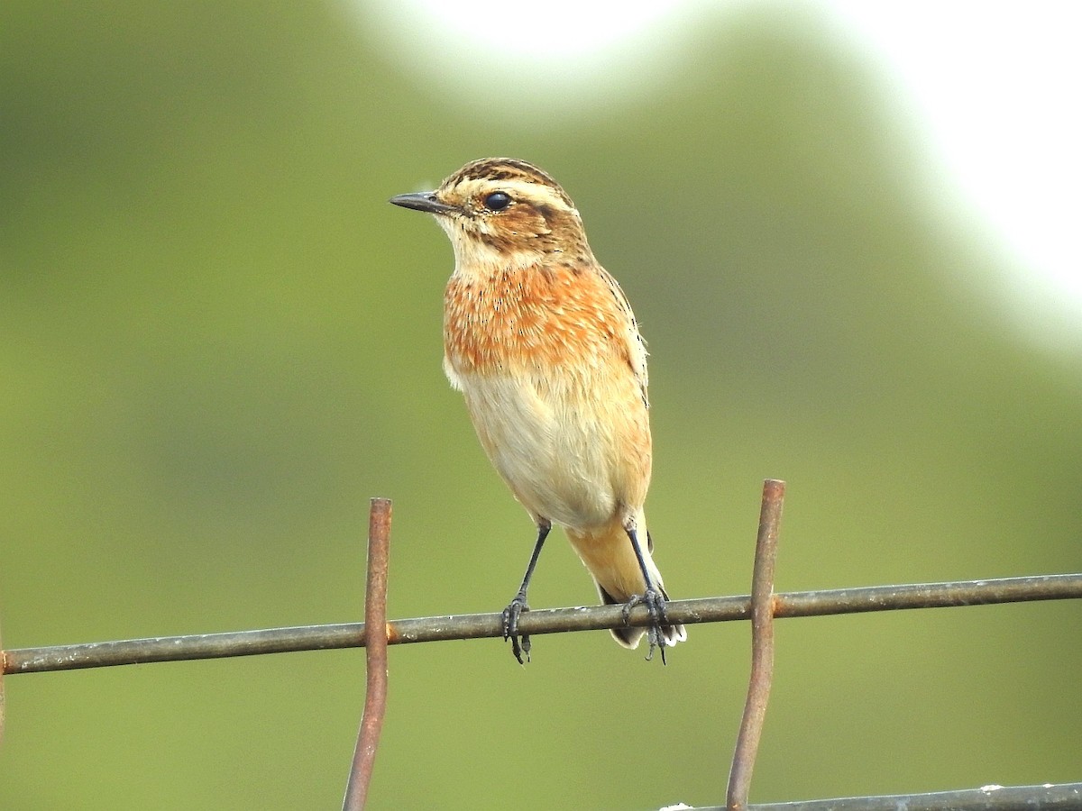 Whinchat - ML608558753