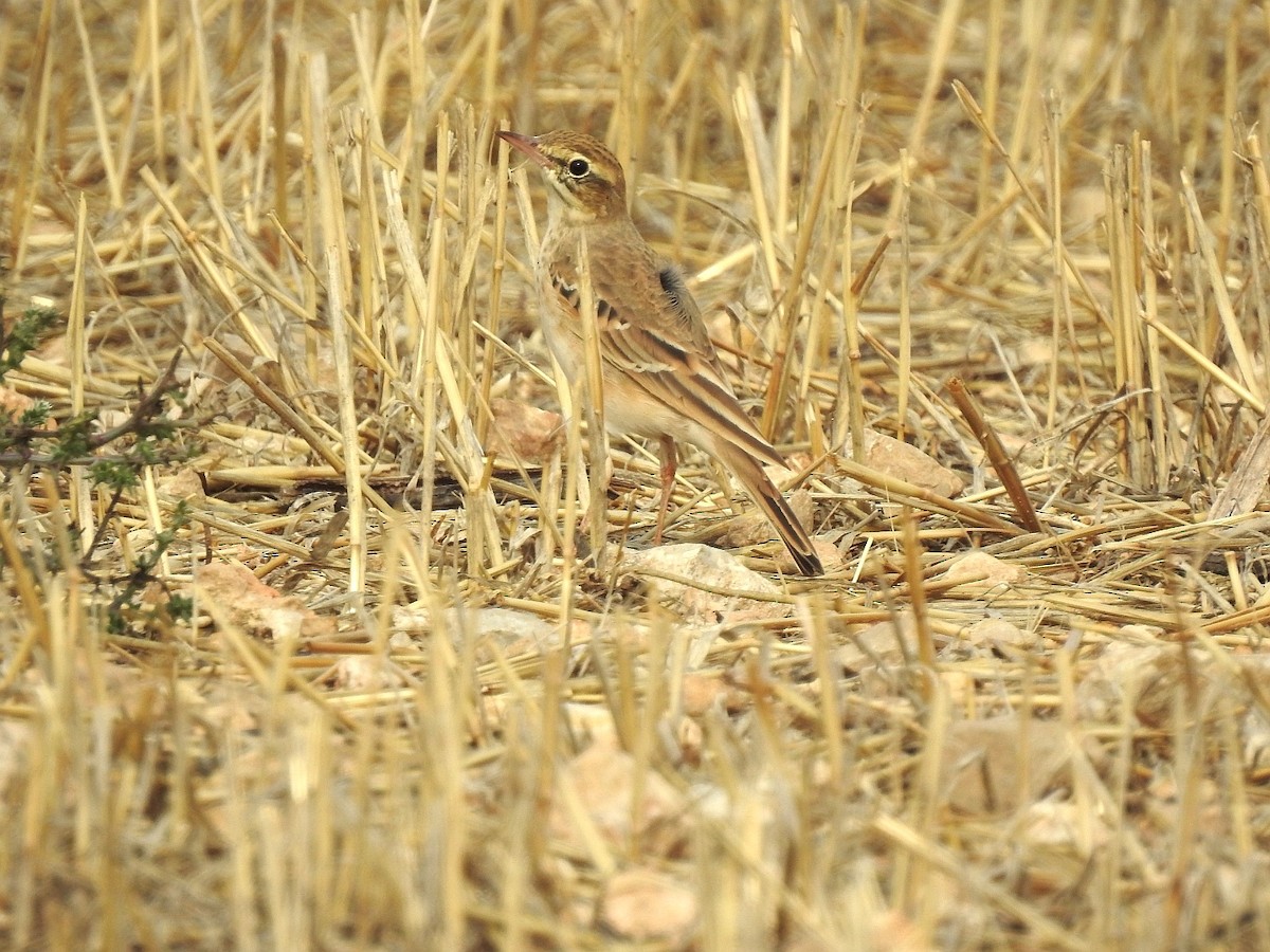 Tawny Pipit - ML608558763