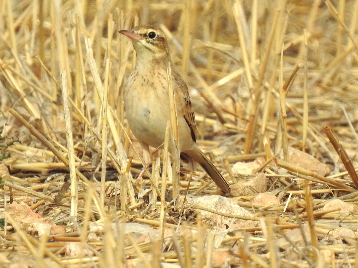 Tawny Pipit - ML608558764