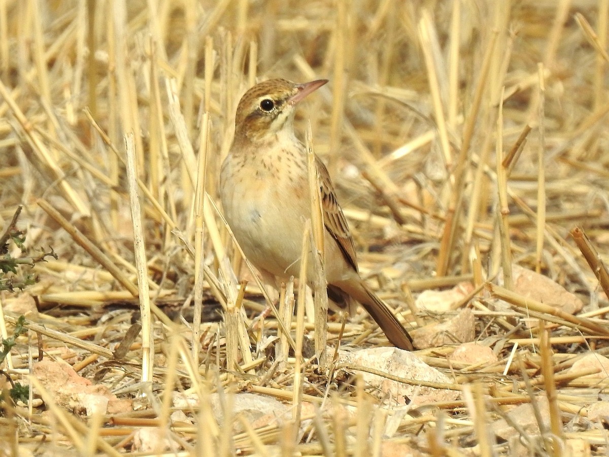 Tawny Pipit - ML608558765