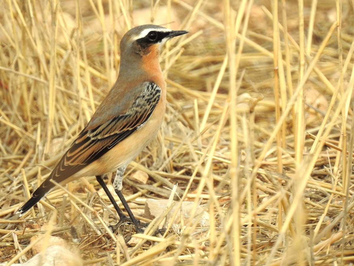 Northern Wheatear - ML608558775