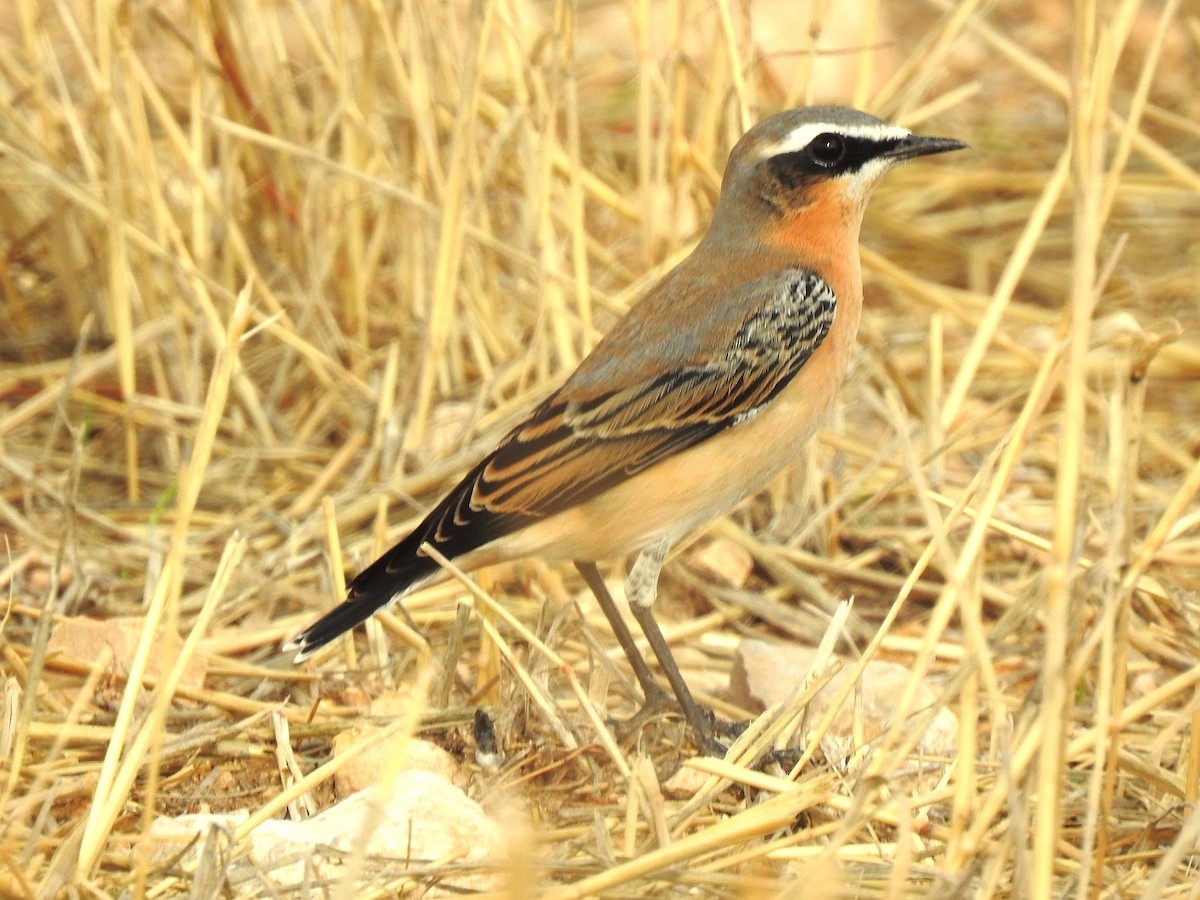 Northern Wheatear - ML608558776