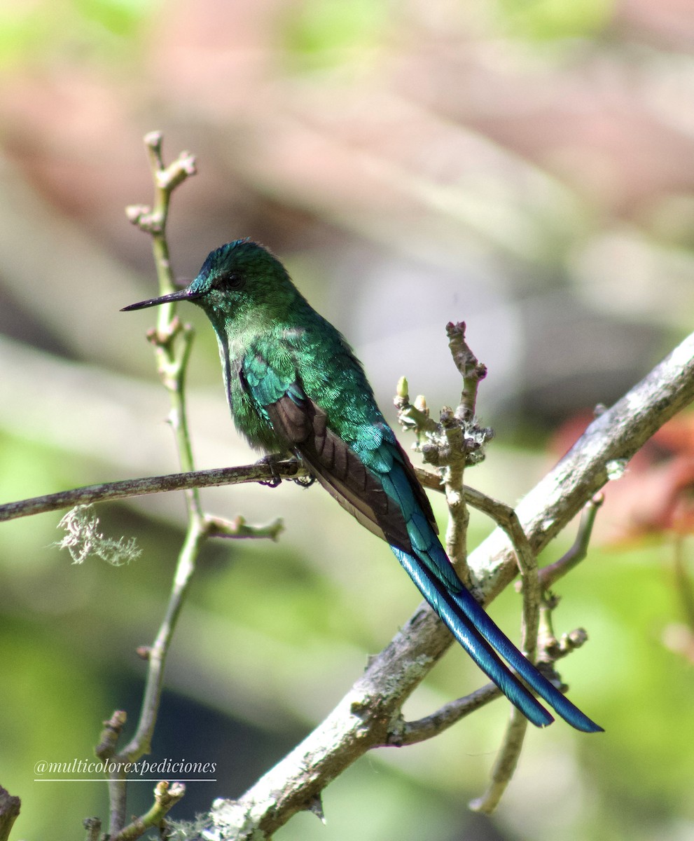 Long-tailed Sylph - ML608558790