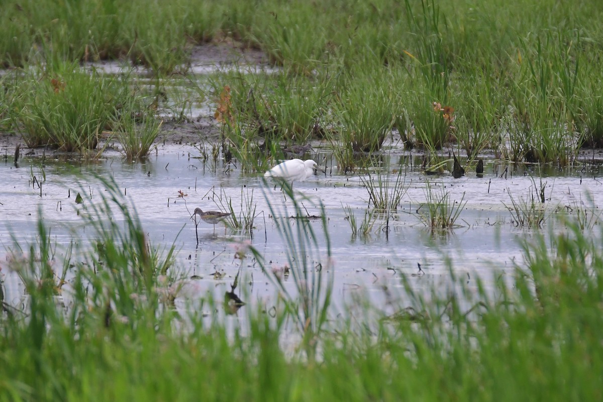 Little Blue Heron - ML608558831