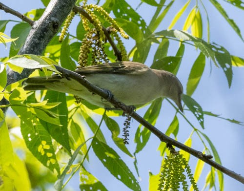 rødøyevireo - ML608558873