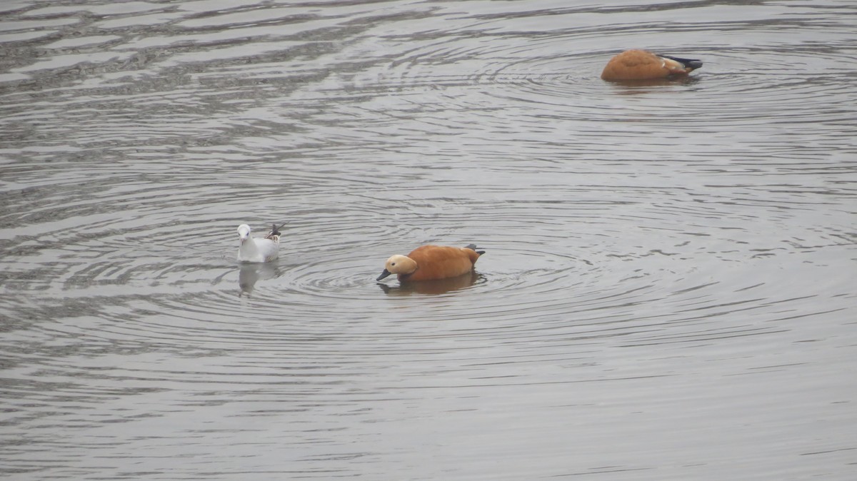 Ruddy Shelduck - ML608558874