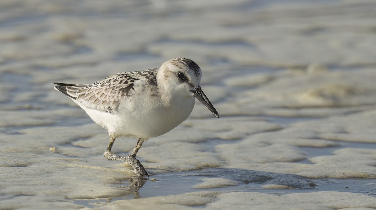 Bécasseau sanderling - ML608558918