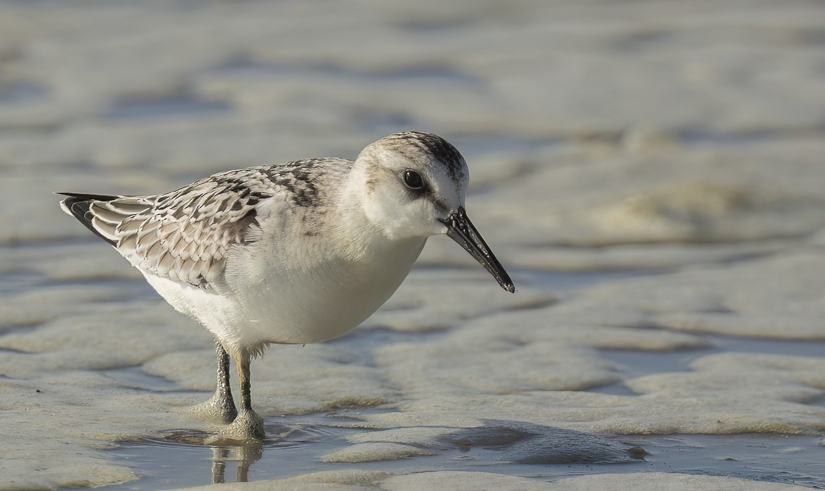 Sanderling - Francisco Pires