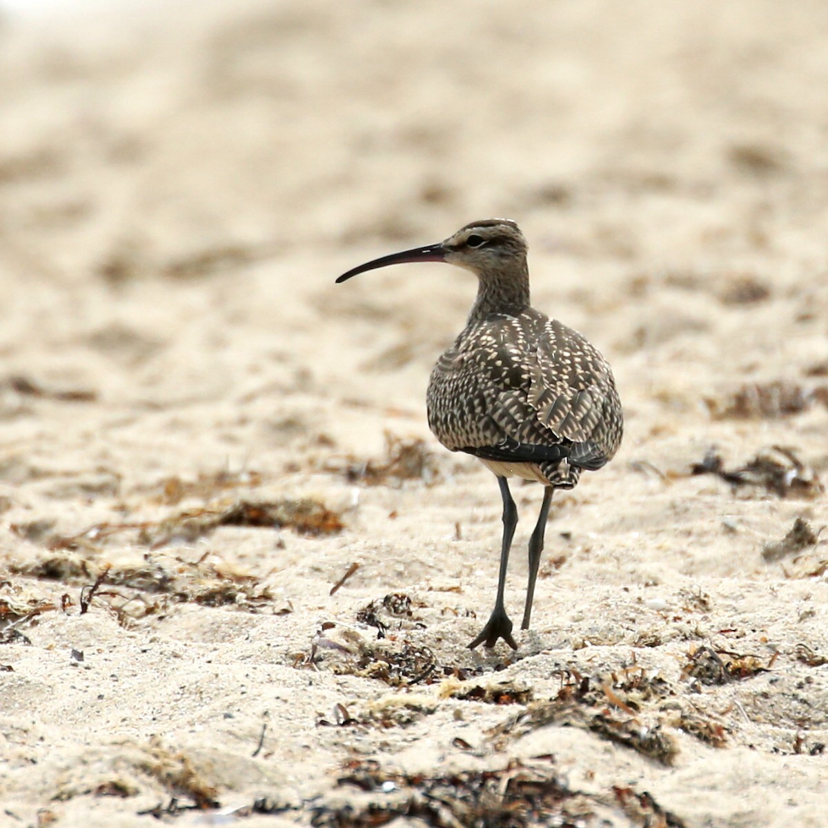 Regenbrachvogel - ML608558959