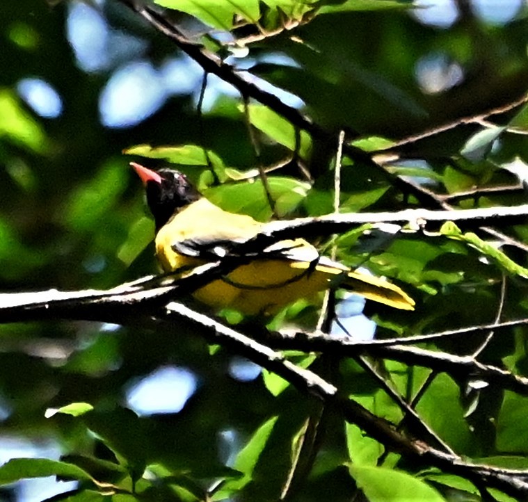 Oropéndola Cabecinegra - ML608558990