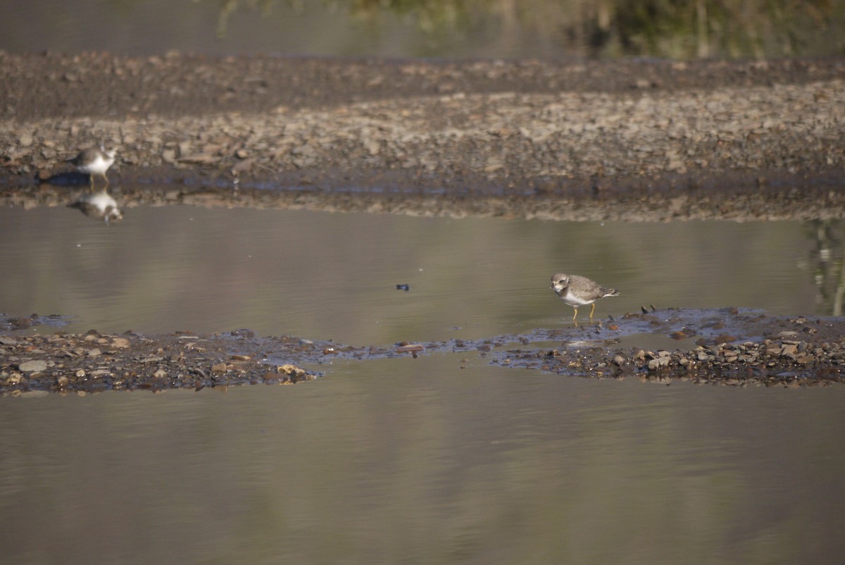 Semipalmated Plover - ML608559049