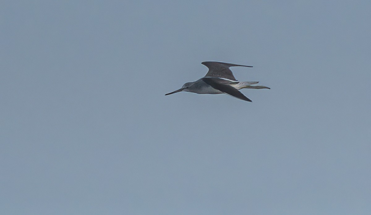 Common Greenshank - ML608559138