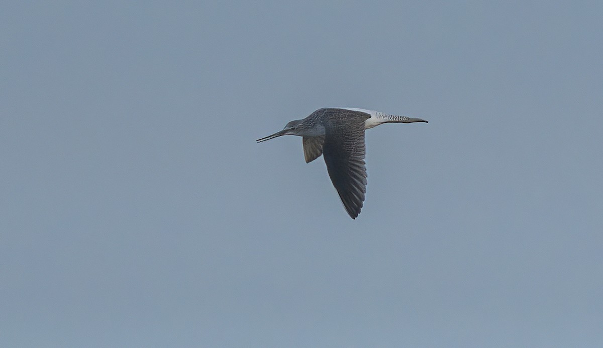 Common Greenshank - ML608559139