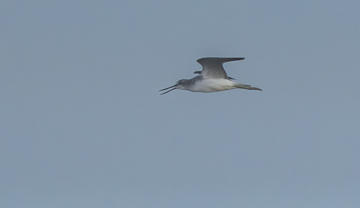 Common Greenshank - ML608559140