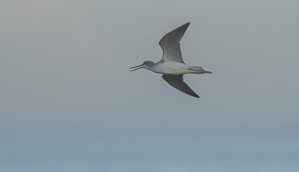 Common Greenshank - ML608559151