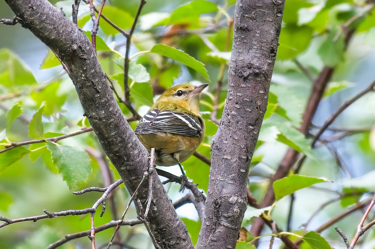 Bay-breasted Warbler - ML608559191