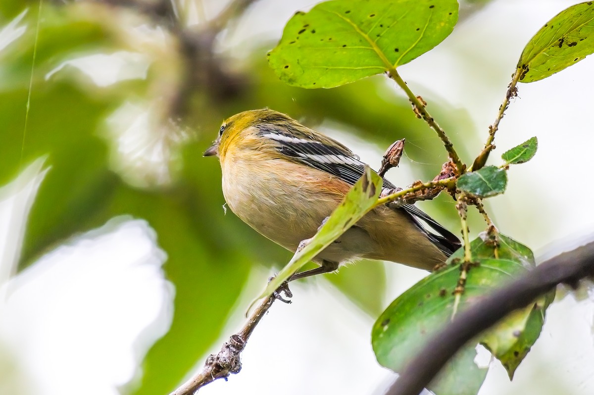 Bay-breasted Warbler - ML608559192